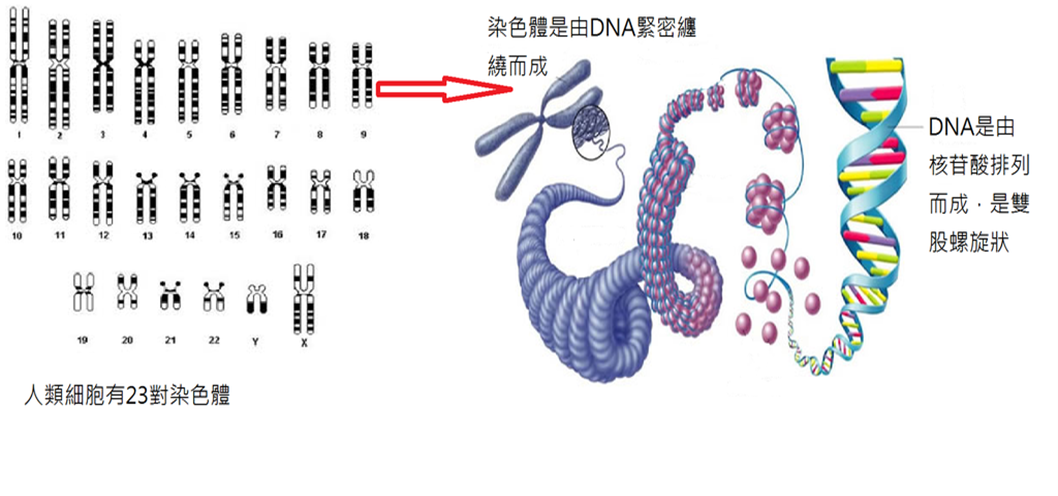 染色體_0.png