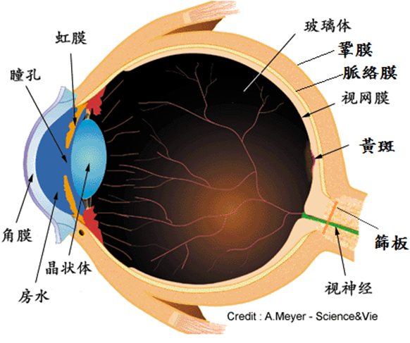 眼球構造.png